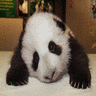 Panda avatare