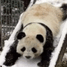 Panda avatare