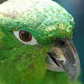Papageien avatare