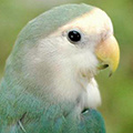 Papageien avatare