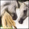 Pferde avatare