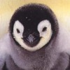Pinguine avatare