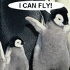 Pinguine avatare