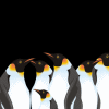 Pinguine avatare