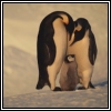 Pinguine