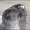 Schlangen avatare