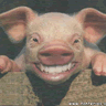 Schweine