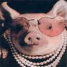 Schweine avatare