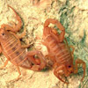 Skorpione avatare