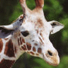Tiere avatare