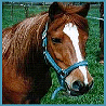 Tiere