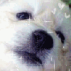 Tiere avatare