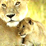 Tiere avatare