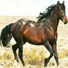 Tiere avatare