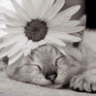 Tiere avatare