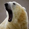Tiere
