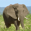 Tiere