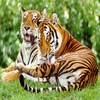 Tigers avatare