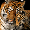 Tigers