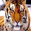 Tigers avatare