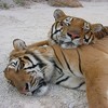 Tigers avatare