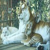 Tigers avatare