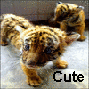 Tigers