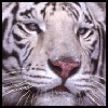 Tigers