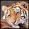 Tigers