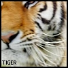 Tigers