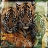 Tigers avatare