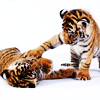 Tigers