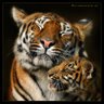 Tigers