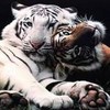 Tigers