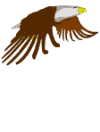 Adler bilder