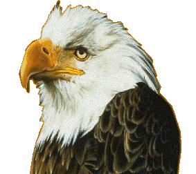 Adler bilder