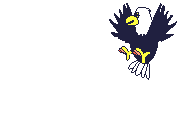 Adler bilder