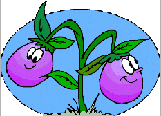 Aubergine