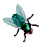 Ausfliegen bilder