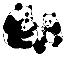 Baren panda