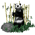 Baren panda