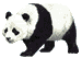 Baren panda