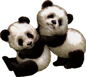 Baren panda bilder