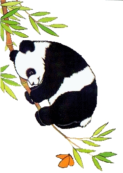 Baren panda