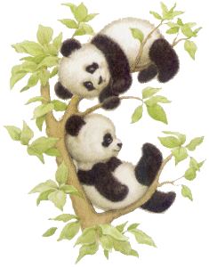 Baren panda