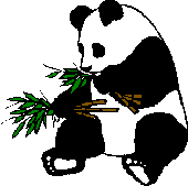 Baren panda