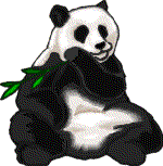 Baren panda bilder