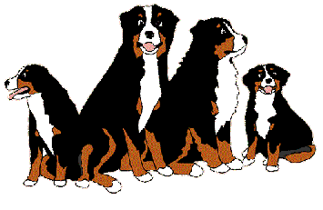 Berner sennenhunde bilder