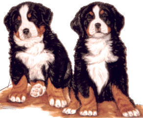 Berner sennenhunde