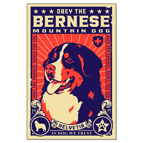 Berner sennenhunde